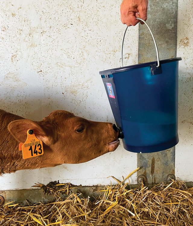 CALF-BUDDY™ #1 Fopspeenemmer